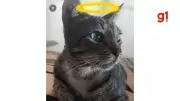 Envenenamento mata gato no litoral do Piauí; cidade registra mais de 25 mortes suspeitas desde abril