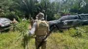 Erradicada plantação com 20 mil pés de maconha em Santa Helena, MA