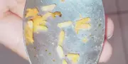 Escola em Bariri é fiscalizada após larvas em arroz da merenda