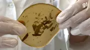 Estudantes do RS vencem prêmio internacional com curativo biodegradável