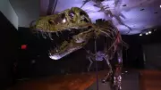 Estudo revela por que T-Rex tinha 'bracinhos': evolução das mandíbulas