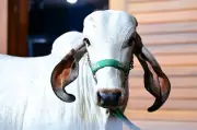 ExpoZebu 2023 bate recorde histórico de faturamento com R$ 254,5 milhões