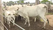 Fertilização in vitro acelera melhoramento genético de rebanhos em Roraima