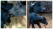 Filhote de búfalo rejeitada pela mãe é adotada por outra fêmea em safari de SP