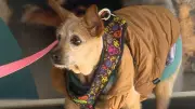 Frio no RS: saiba como proteger seu pet de doenças respiratórias