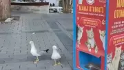 Gaivota aprende a miar para conseguir ração de gato em Istambul