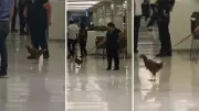 Galinha de estimação passeia de coleira em shopping e viraliza; especialista alerta para riscos