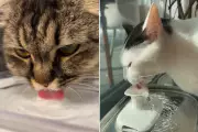 Gatos bebem pouca água: entenda os riscos e como incentivar a hidratação