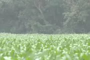 Geada ameaça lavouras de milho e feijão em Mato Grosso do Sul