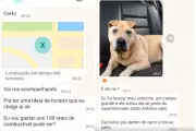 Golpe do pet desaparecido: criminosos usam IA para enganar tutores