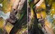 Guia flagra cascavel em trilha em Pirenópolis e alerta sobre segurança
