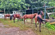ICMBio apreende quatro cavalos em área protegida de Fernando de Noronha