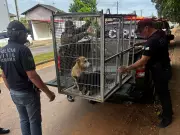 Idoso é indiciado por crime ambiental após cadela ser abusada em oficina