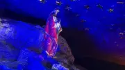 Imagem de Santa Sara Kali é reinstalada no Santuário do Arpoador após vandalismo