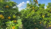 Inter TV Rural: Confira os Destaques deste Domingo (10/05/2026)