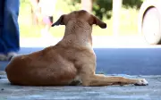 Itapeva realiza mutirão de vacinação antirrábica para cães e gatos