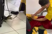 Jacaré invade salão de beleza em Cananéia e é resgatado por moradores