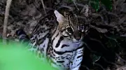 Jaguatirica é flagrada no quintal de família em Campinas; veja vídeo