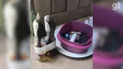 Jovem preso e adolescentes apreendidos por planejar ataques com coquetéis molotov no MA