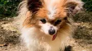 Lazare, o cão mais velho do mundo, morre aos 30 anos na França