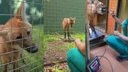 Lobo-guará de 14 anos viraliza ao mostrar treinamento sem estresse em zoo de Rio Preto