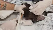 Macaco-prego ferido ao fugir de hospital pede mão de veterinário em tratamento
