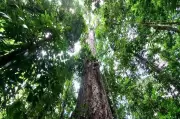 Maior concessão de manejo florestal sustentável do Brasil beneficia Flota do Paru