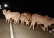 Manada com 50 bois e 4 cavalos invade BR-101 em Pernambuco