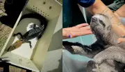 Maus-tratos contra animais: Amazonas registra 569 casos de violência em 2025
