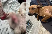 Maus-tratos: seis animais resgatados em casa em Cajati, SP; suspeita multada