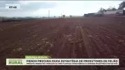 Menor demanda de feijão leva produtores a reduzir área plantada em MG
