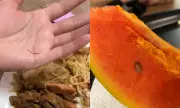 Metal e ovo de barata são achados em comida no RU da Ufam em Manaus