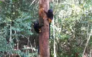 Mico-leão-preto: filhote é flagrado por câmeras na Mata Atlântica em SP