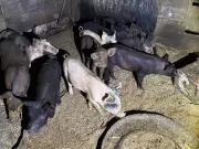 Moradores de Porto Ferreira denunciam abate clandestino em chácara vizinha
