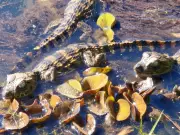 Nascimento de jacarés na Floresta de Rio Claro reforça alerta a visitantes