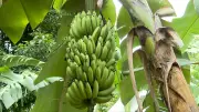 Nova banana Ambrosia, mais doce e resistente, ganha espaço no ES