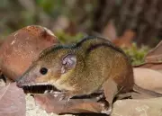Nova espécie de marsupial é descoberta em fragmentos da Mata Atlântica no RJ