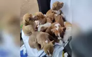 Nove pitbulls resgatados em situação de maus-tratos em Avaré