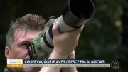 Observação de aves cresce em Alagoas e atrai novos adeptos ao hobby