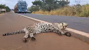 Onça jaguatirica morta encontrada na MGC-452 perto de Tupaciguara