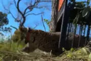 Onça-pintada capturada em Corumbá é solta na natureza no Pantanal
