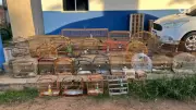 Operação do Ibama apreende 32 aves silvestres no Maranhão
