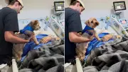 Paciente em cuidados paliativos reencontra cão na UTI e morre no dia seguinte