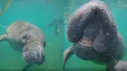 Peixe-boi fêmea viaja 200 km e é avistada em Fortaleza