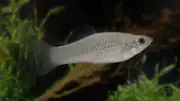 Peixe da Amazônia formado só por fêmeas desafia teoria de extinção