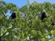 Pescador registra macaco-velho camuflado em árvore na Amazônia