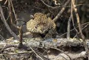 Pesquisa revela que 83% dos brasileiros exigem mais proteção aos animais silvestres
