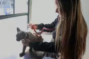 Pets têm atendimento gratuito em Campo Grande durante maio