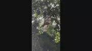 Piloto de asa-delta fica pendurado em árvore de 30 metros no Jardim Botânico do Rio
