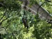 Piloto de asa delta fica preso em árvore no Jardim Botânico do Rio
